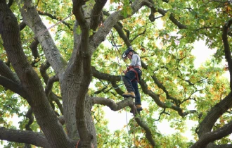 Young male tree surgeon standing on tree branch